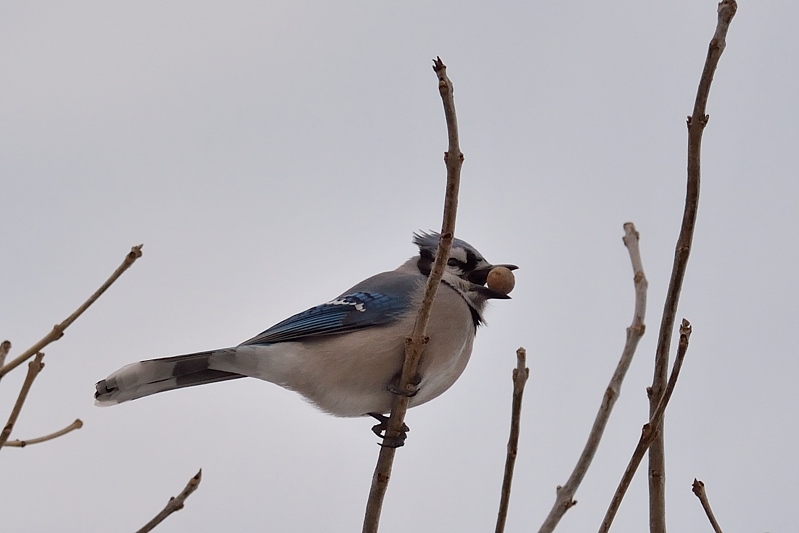 Blue jay (Cyanocitta cristata)